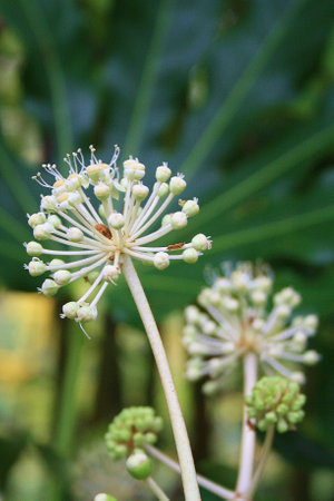 A closeup shot of a green plant with white flowers and leavesの写真素材