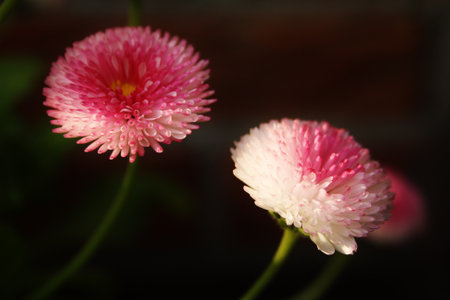 Pink and white daisies on a dark background close-upの写真素材