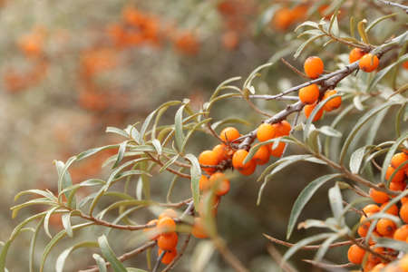 sea buckthorn shrub with orange berries close-upの写真素材