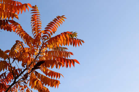 autumn background of red stag horn sumac tree leaves against clear blue skyの写真素材