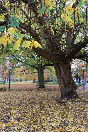 caucasian wingnut trees in park in autumn in Hoorn, the Netherlandsの写真素材