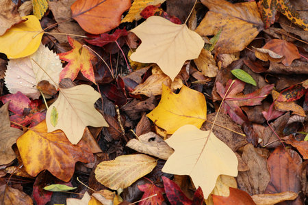 Autumn leaves on the ground. Autumn background. Top view.