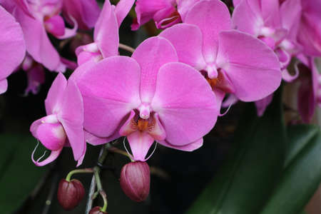 Close up of purple pink phalaenopsis flowers, the butterfly or moth orchidの写真素材