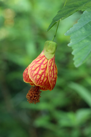 orange red veined abutilon flower close up against green natural backgroundの写真素材