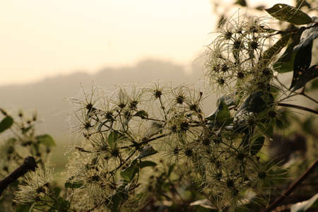 morning dew on seed heads of wild climbing plant clematis vitalba in the Netherlandsの写真素材