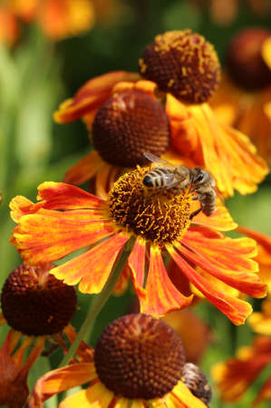 bees on orange Helenium 'Indian summer' flower in summer gardenの写真素材