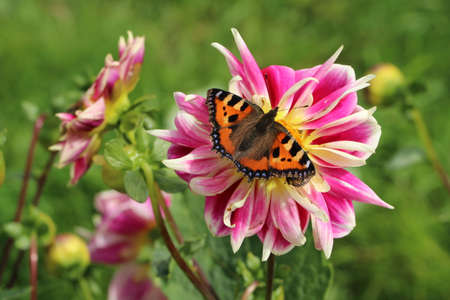 small tortoiseshell butterfly on pink dahlia flower in summer gardenの写真素材