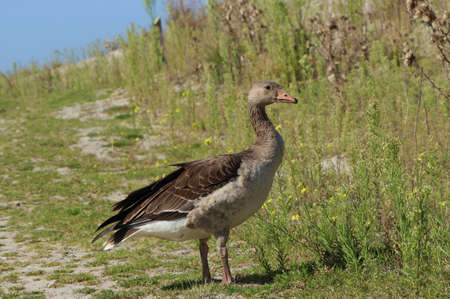 greylag goose standing alone on one of the Marker Wadden, island in Markermeer, the Netherlandの写真素材