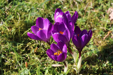 Purple crocus flowers blooming in the meadow in early springの写真素材
