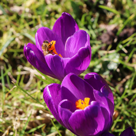 Bee on purple crocus flower in spring garden. High quality photoの写真素材