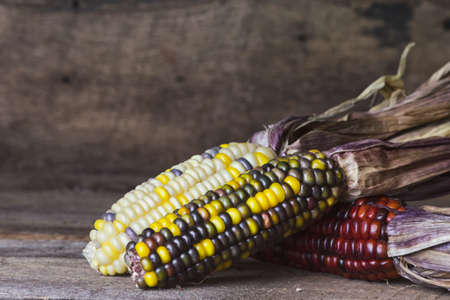 Colorful Indian Corn on Wood Backgroundの写真素材