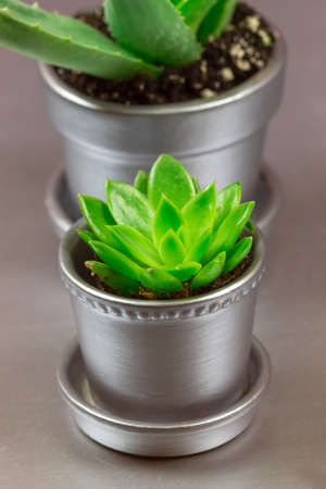 Aloe and Graptopetalum Succulent in Silver Metallic Potted Plant on Silver Backgroundの写真素材