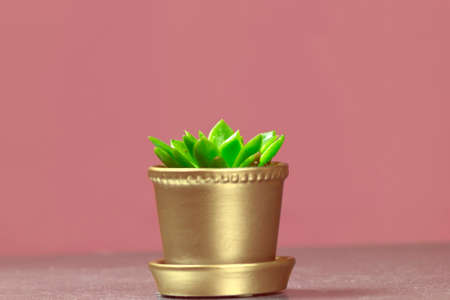 Single Graptopetalum Succulent in Gold Metallic Potted Plant on Pink Backgroundの写真素材