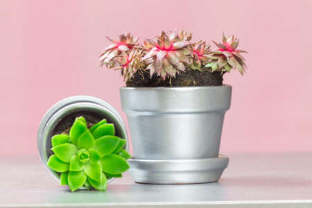 Ruby Heart Hen and Chicks and Graptopetalum Succulent on Pink Backgroundの写真素材