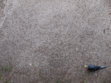 Background with the parrot on the pavement.の写真素材