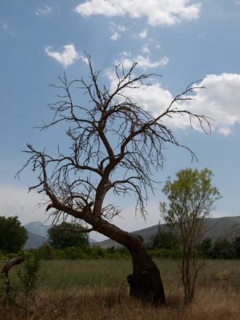 Withered tree on a background of mountainsの写真素材