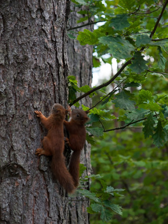 Twins red squirrel on a  pine trunk の写真素材