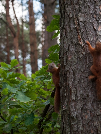 Pine tree and  red squirrelの写真素材
