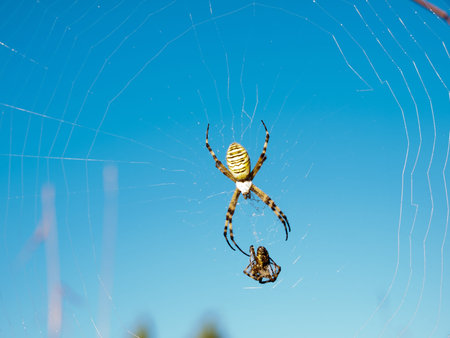 Wasp Spider/Argiope bruennichi/ against the background of blue skyの写真素材