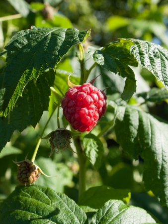 The shrub of raspberriesの写真素材
