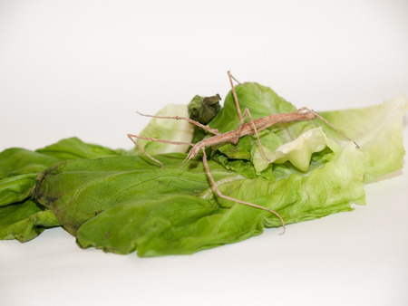 the single of animal of stick insectの写真素材