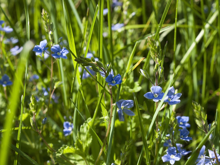 small wild-flowers about the blue colourの写真素材