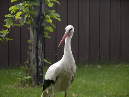 Picture of the standing stork on the meadowの写真素材