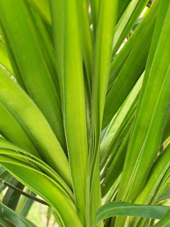 butia capitata leaf budsの写真素材