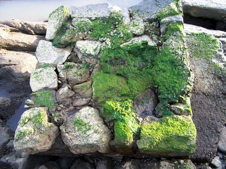 coast rocks with mossの写真素材