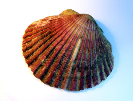 shell 02