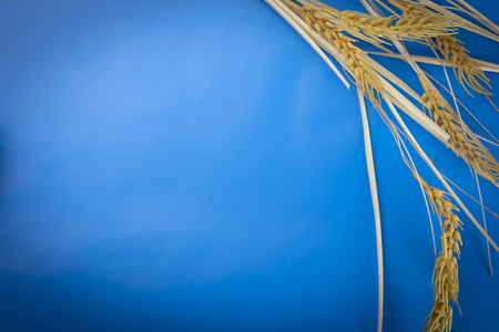 A composition of cereal ears on a blue background. Place for text.の写真素材
