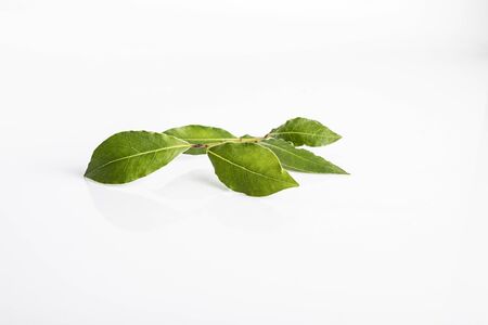 Basil, green aromatic spice on a white background.の写真素材