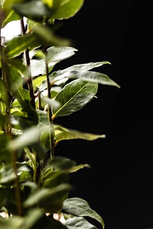 Green shrub with bay leaves. Plant on a black backgroundの写真素材