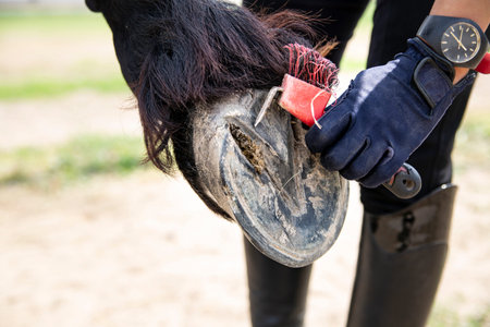 Stud, woman performs care treatments. Horse careの写真素材