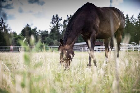 The horse grazes in a meadowの写真素材