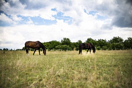 The horse grazes in a meadowの写真素材