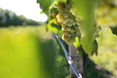 Vineyard. Fruits of green grapes on the vine bushes.の写真素材