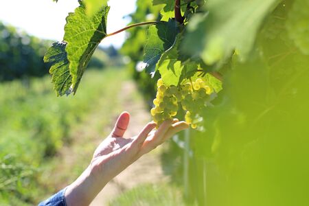 Grape plantation, organic cultivation of grape fruit. A man at the vintage.の写真素材