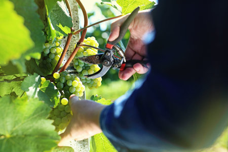 Grape plantation, organic cultivation of grape fruit. A man at the vintage.