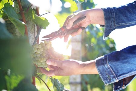 Grape plantation, organic cultivation of grape fruit. A man at the vintage.の写真素材