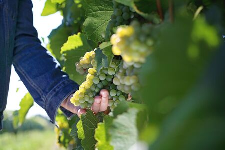 Grape plantation, organic cultivation of grape fruit. A man at the vintage.の写真素材