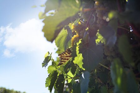 Vineyard. Fruits of green grapes on the vine bushes.の写真素材