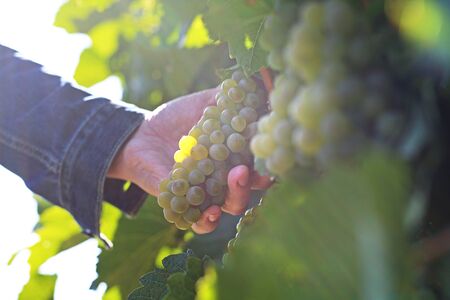 Grape plantation, organic cultivation of grape fruit. A man at the vintage.の写真素材