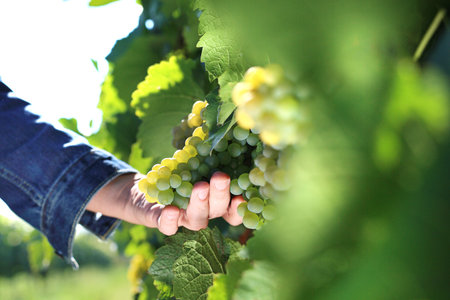 Grape plantation, organic cultivation of grape fruit. A man at the vintage.