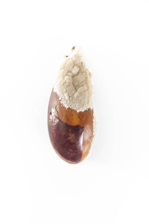 Overripe eggplant covered with mould. Rotten vegetable on a white background, top view.の写真素材
