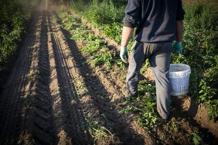 A countryside field view with a farm worker during potato harvest. A potato-lifting on a beautiful, sunny day. Digging potatoes on a field with a combine harvester. Harvest time in the countryside.の写真素材