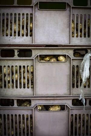 Pile of plastic boxes full of freshly harvested potatoes in a warehouse. Potatoes storage on a farm.の写真素材