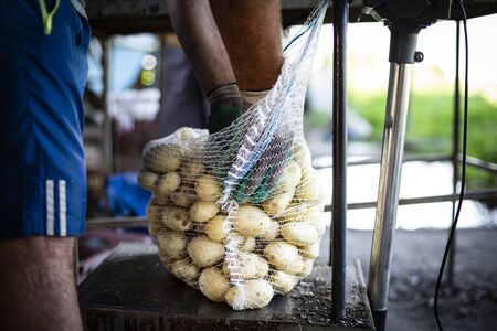 Male farm worker weighs freshly harvested and washed potatoes, packed in net bags. Farm during potato-lifting. Harvest time in a countryside.の写真素材