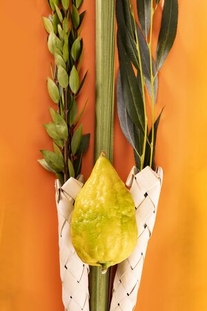 Composition of Jewish Sukkot festival symbols. The lulav - set of four species: etrog, palm frond, myrtle and willow twigs on orange background.の写真素材