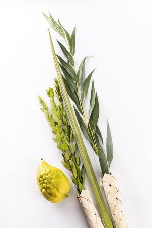 Top view on a composition of Jewish Sukkot festival symbols. The lulav - set of four species: etrog, palm frond, myrtle and willow twigs isolated on white background.の写真素材